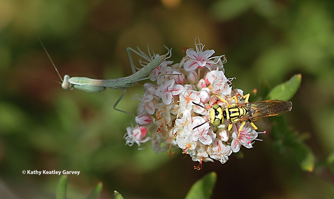 A beewolf, a crabronid wasp, lands on a buckwheat blossom, unaware it's occupied by a praying mantis. (Photo by Kathy Keatley Garvey)