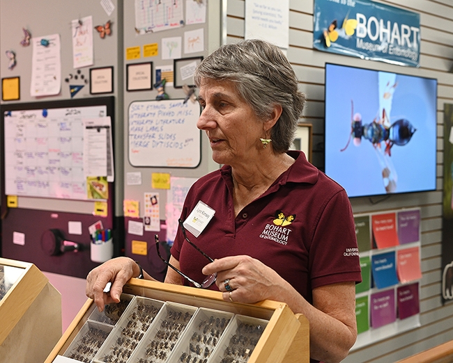 UC Davis distingished professor Lynn Kimsey, director of the Bohart Museum of Entomology, answers questions on social wasps. (Photo by Kathy Keatley Garvey)