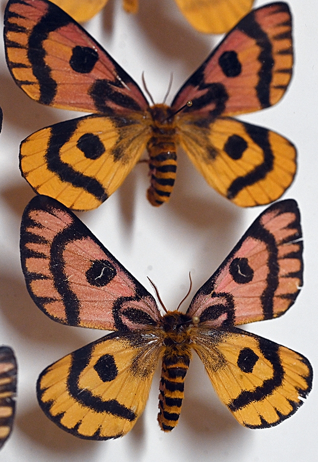 Two of the sheep moths at the Bohart Museum of Entomology. (Photo by Kathy Keatley Garvey)