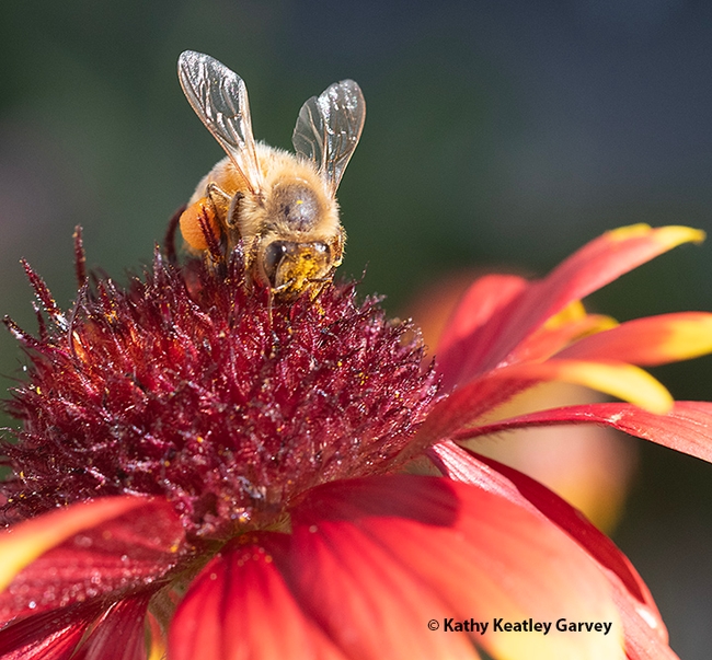 Honey bee on a blanketflower, Gaillardia. Visitors to UC Davis Biodiversity Museum Day will see honey bees all over campus. (Photo by Kathy Keatley Garvey)