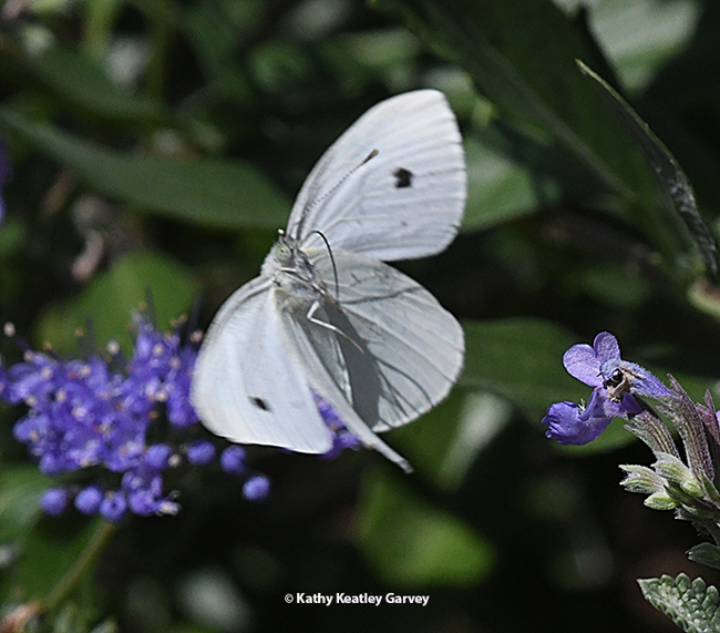 A cabbage white butterfly nectaring on a catmint in Vacaville. (Photo by Kathy Keatley Garvey)