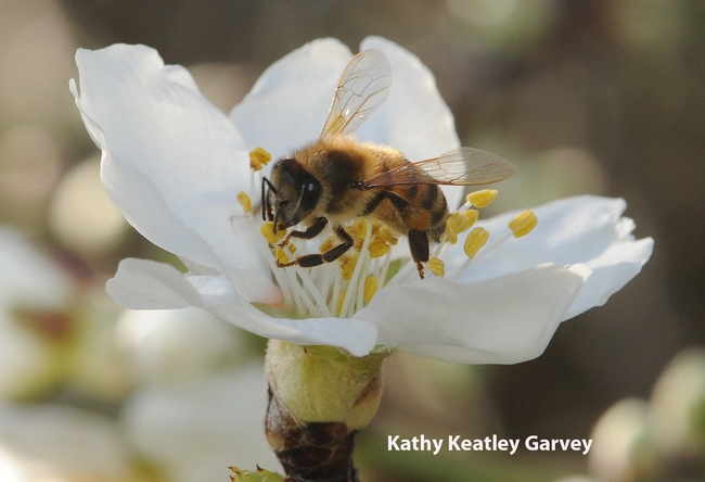 Honey bee working an almond blossom at UC Davis. (Photo by Kathy Keatley Garvey)