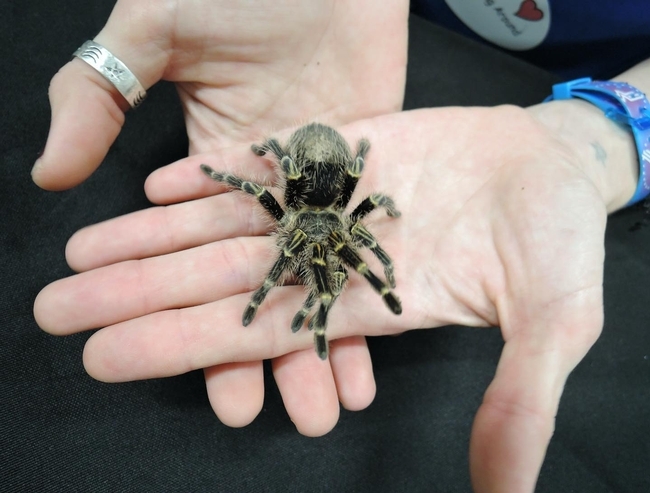 Bohart Museum of Entomology. A staff member holds a tarantula. (Photo by Kathy Keatley Garvey)