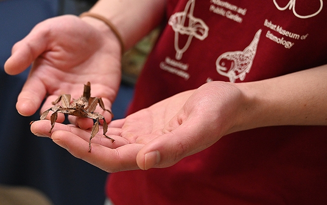 A host at the Bohart Museum of Entomology holds a stick insects from the petting zoo. (Photo by Kathy Keatley Garvey)
