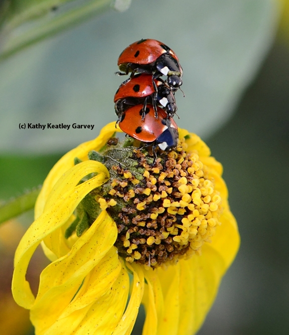 Three lady beetles, aka ladybugs, form a Leaning Tower of Pisa on the UC Davis campus. (Photo by Kathy Keatley Garvey)