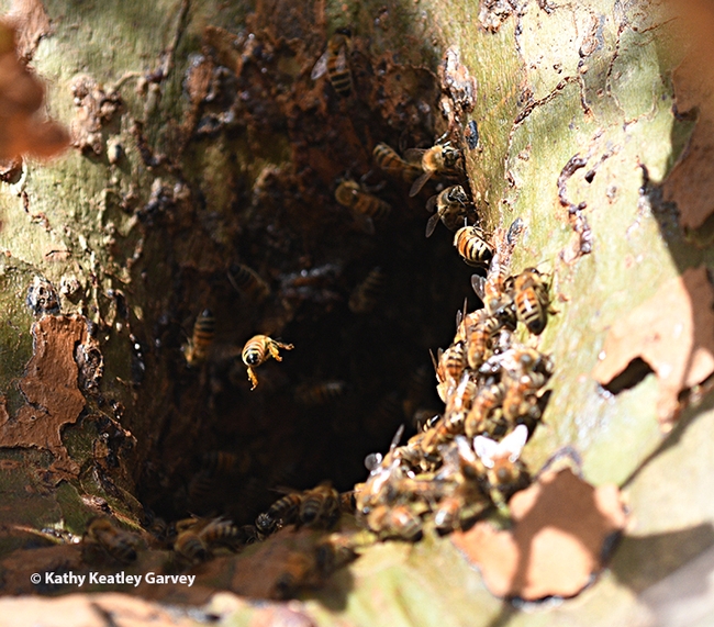 A honey bee heading home to her colony in a sycamore tree in Vacaville. (Photo by Kathy Keatley Garvey)