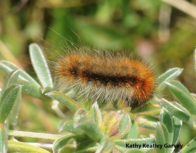 Close-up of woolly bear caterpillar on yellow lupine on Bodega Head, Sonoma County. (Photo by Kathy Keatley Garvey)