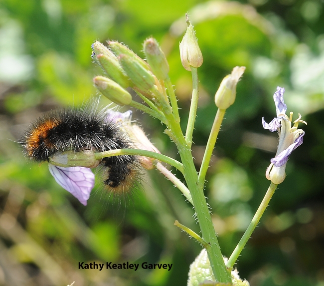 Woolly bear caterpillar on wild radish on Bodega Head, Sonoma County. (Photo by Kathy Keatley Garvey)