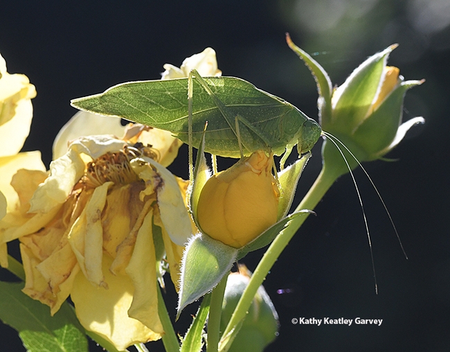 A katydid munching on a yellow rose, 