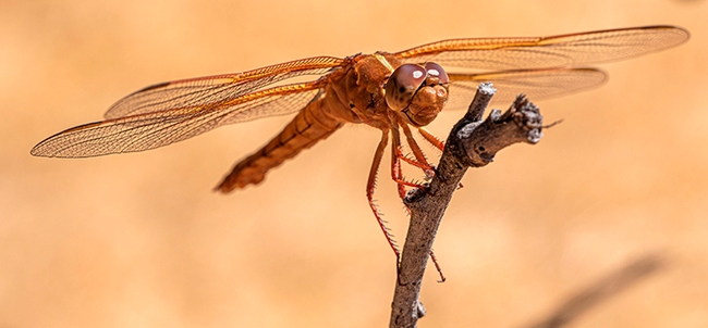 The flameskimmer dragonfly, Libellula saturata, commonly perches on a tule stalk. (Photo by Geoffrey Attardo)