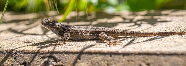 A lizard sunning in the tules. (Photo by Geoffrey Attardo)