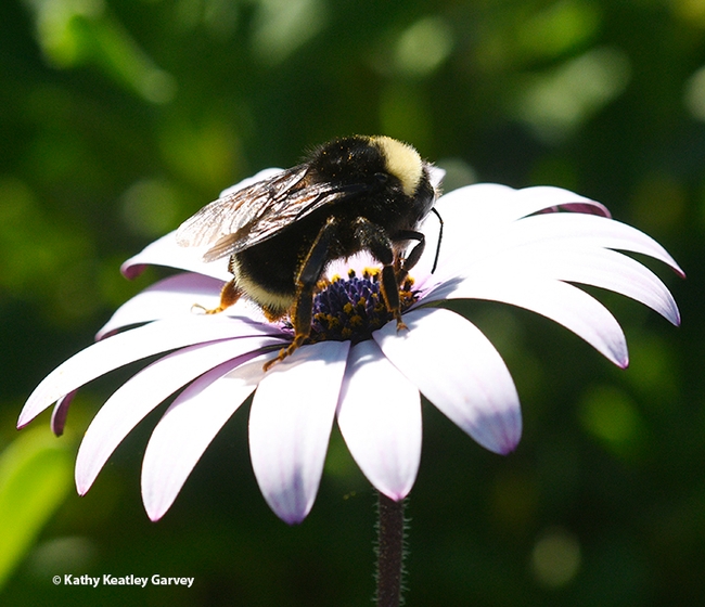 Close-up of a bumble bee, Bombus vosnesenskii, foraging on trailing African daisies at the Matthew Turner Shipyard Park, Benicia. (Photo by Kathy Keatley Garvey)