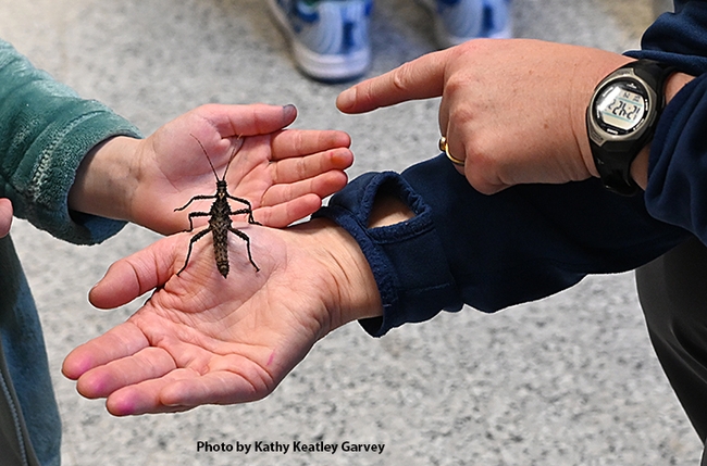 A walking stick switches to another hand during the recent Bohart Museum of Entomology open house. (Photo by Kathy Keatley Garvey)