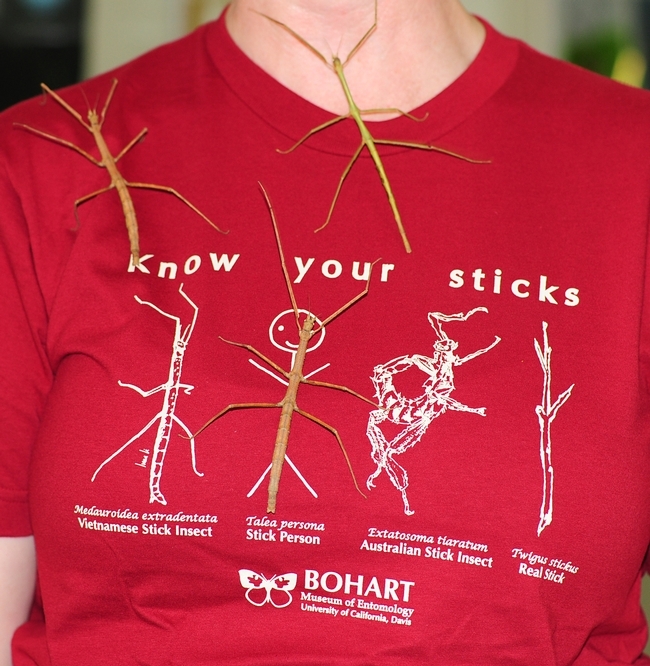 The stick insect t-shirt at the Bohart Museum of Entomology. (Photo by Kathy Keatley Garvey)