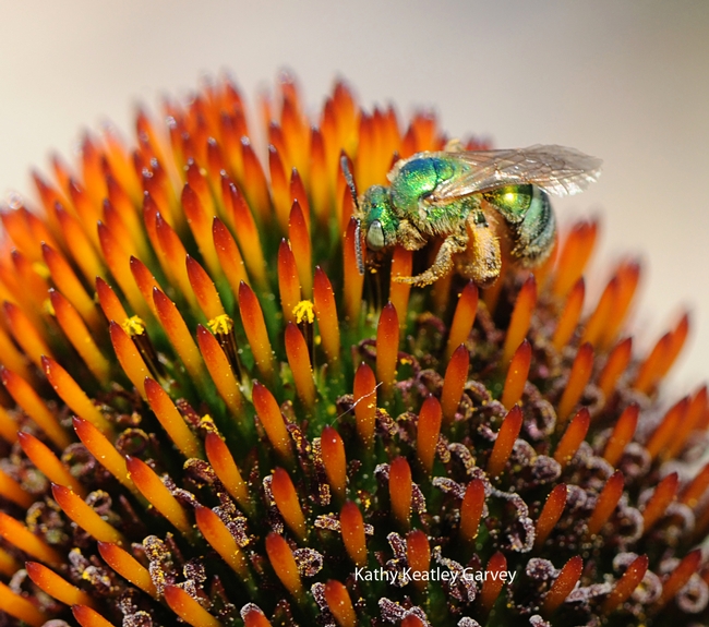 A green sweat bee (Agapostemon texanus) on a cone flower at the Haagen-Dazs Honey Bee Haven. (Photo by Kathy Keatley Garvey)