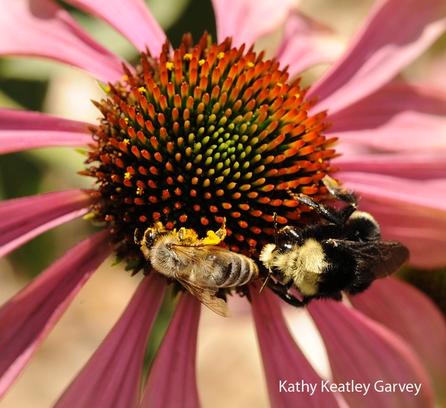 Honey bee and yellow-faced bumble bee (Bombus vosnesenskii) sharing a cone flower in the Haagen-Dazs Honey Bee Haven. (Photo by Kathy Keatley Garvey)
