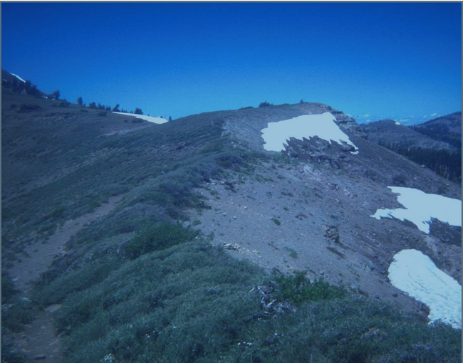 Ridgetop between Castle and Basin Peaks at 9000 feet. (Image from Art Shapiro's slide show)