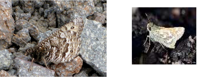 The Ivallda Arctic and the Nevada Skipper. (Images from Art Shapiro's slide show)