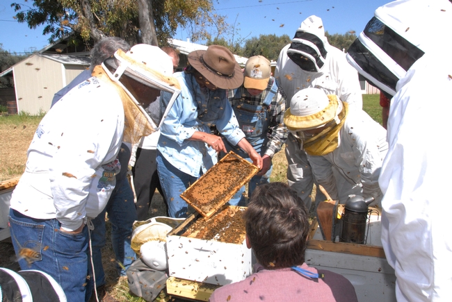 Susan Cobey teaching a queen bee rearing class at the Harry H. Laidlaw Jr. Honey Bee Research Facility, UC Davis. (Photo by Kathy Keatley Garvey)