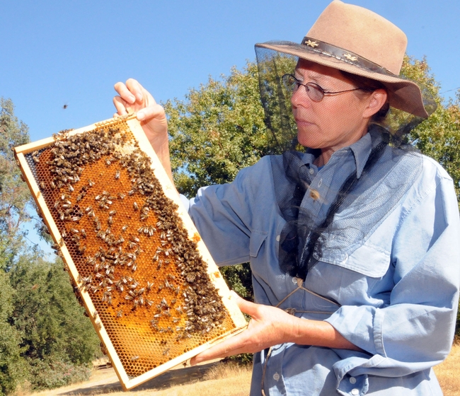 Bee breeder-geneticist Susan Cobey holding frame at the Harry H. Laidlaw Jr. Honey Bee Research Facility, UC Davis. (Photo by Kathy Keatley Garvey)