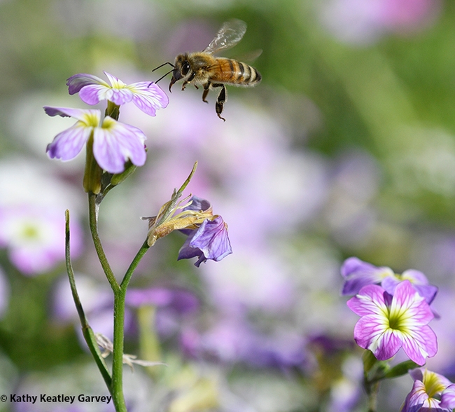 It's spring! A honey bee heads toward a Virginia stock blossom, Malcolmia maritima. (Photo by Kathy Keatley Garvey)
