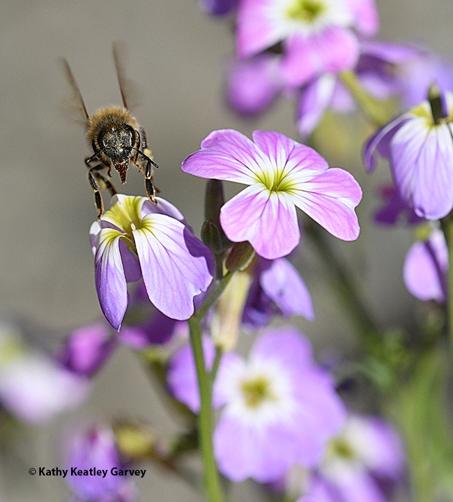 A honey bee prepares to land on a   Virginia stock blossom, Malcolmia maritima. (Photo by Kathy Keatley Garvey)