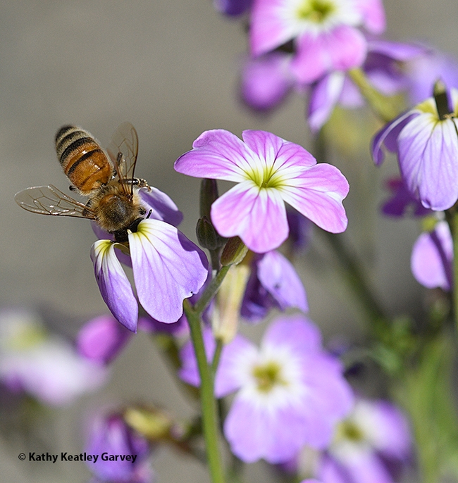 Bottoms up! The honey bee sips nectar from the fragrant Virginia stock, Malcolmia maritima. (Photo by Kathy Keatley Garvey)