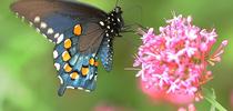 A pipevine swallowtail nectaring on Jupiter's beard in Vacaville. (Photo by Kathy Keatley Garvey) for Bug Squad Blog