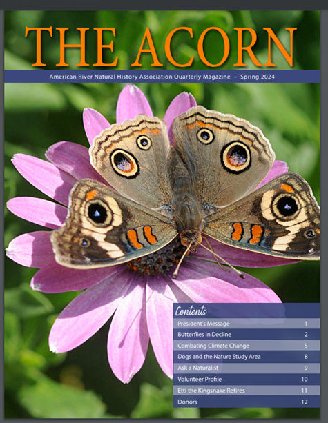 A buckeye butterfly graces the cover of the Spring 2024 issue of Acorn, published by the Effie Yeaw Nature Center, Carmichael. (Image of buckeye butterfly by Kathy Keatley Garvey)