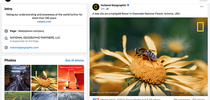 A National Geographic Facebook image shows a hover fly masquerading as a bee. for Bug Squad Blog