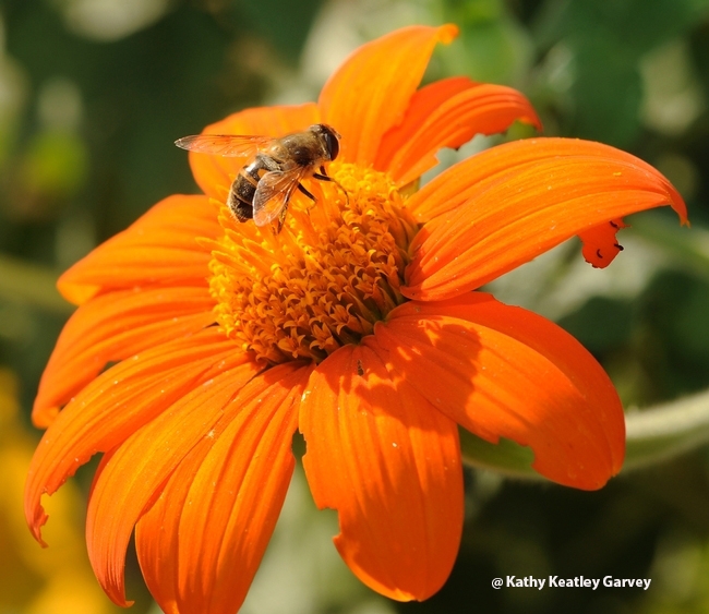 A drone fly, Eristalis tenax, sipping nectar from a Mexican sunflower, Tithonia rotundifola. It is often mistaken for a bee. Eristalis is a large genus of hoverflies, family Syrphidae, in the order Diptera. (Photo by Kathy Keatley Garvey)