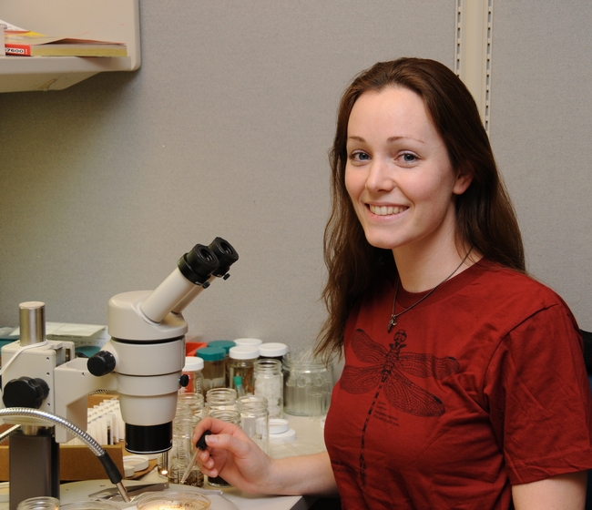 Danielle Wishon, an undergraduate student in entomology at UC Davis, works at the Bohart Museum of Entomology. (Photo by Kathy Keatley Garvey)