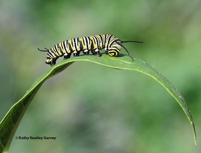 A monarch caterpillar crawling on a milkweed leaf. (Photo by Kathy Keatley Garvey)