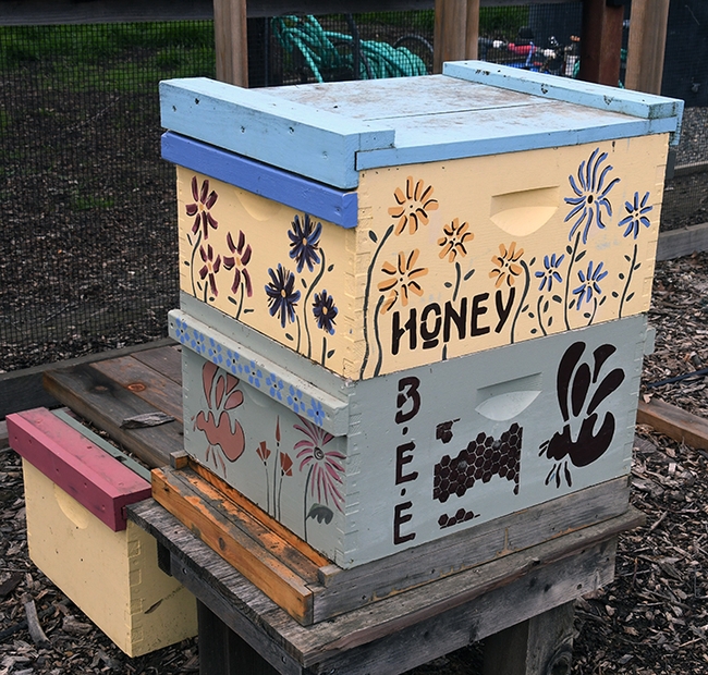 The UC Davis Bee Haven is also home to a bee colony. (Photo by Kathy Keatley Garvey)