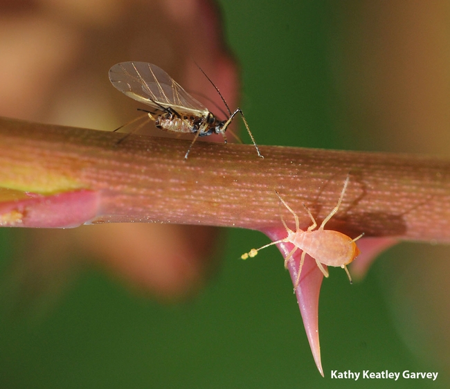 Aphids go about their business. (Photo by Kathy Keatley Garvey)