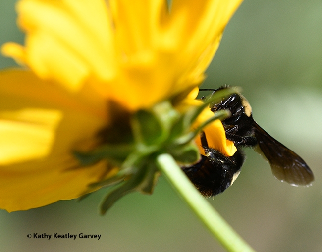 A little twist here, a little twist there. The bumble bee adjusts. (Photo by Kathy Keatley Garvey)