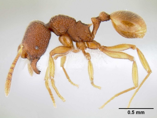 Profile of an Ant