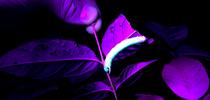 A waved sphinx (Ceratomia undulosa) caterpillar glows under ultraviolet light. (Photo by Grace Horne) for Bug Squad Blog