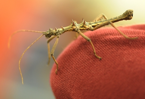 A thorny stick insect. (Photo by Kathy Keatley Garvey)