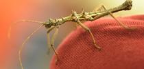 A thorny stick insect. (Photo by Kathy Keatley Garvey) for Bug Squad Blog