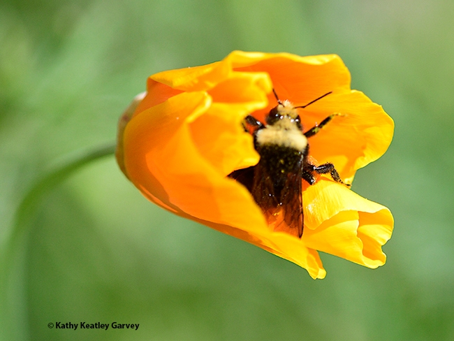 A yellow-faced bumble bee,Bombus vosnesenskii, buzzes into a barely opened California golden poppy in a Vacaville garden. (Photo by Kathy Keatley Garvey)