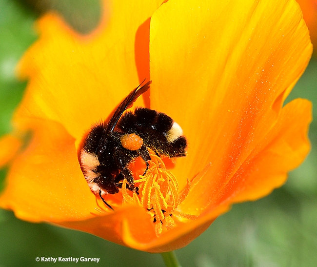 Check the orange pollen on this  yellow-faced bumble bee, Bombus vosnesenskii(Photo by Kathy Keatley Garvey)