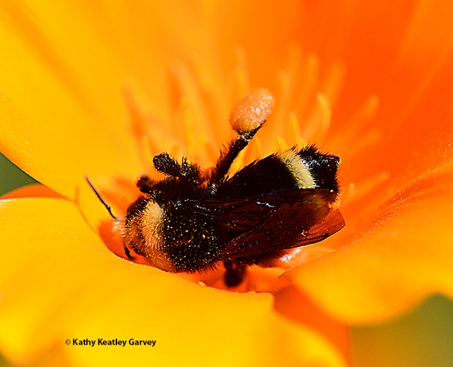 And we have a lift-off! The bumble bee stretches the pollen-laden leg. (Photo by Kathy Keatley Garvey)