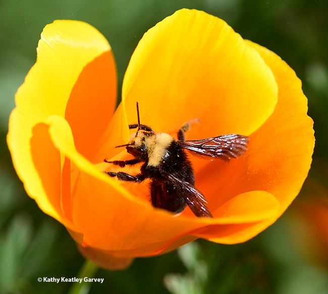 Ready for take-off! The bumble bee, Bombus vosnesenskii, prepares to leave the California golden poppy. Both are natives. (Photo by Kathy Keatley Garvey)