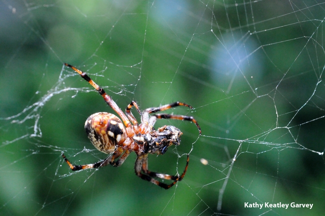 A garden spider spinning a web. (Photo by Kathy Keatley Garvey)