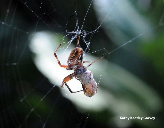Garden spider wrapping its prey. (Photo by Kathy Keatley Garvey)