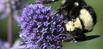 A yellow-faced bumble bee, Bombus vosnesenskii, sipping nectar from an Amethyst Sea Holly, Eryngium amethystinum, in Sonoma. (Photo by Kathy Keatley Garvey) for Bug Squad Blog