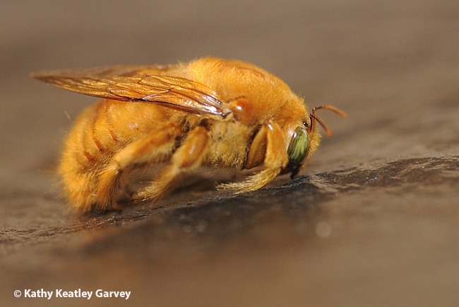 A male Valley carpenter bee found in the Robbin Thorp home in Davis. (Photo by Kathy Keatley Garvey)