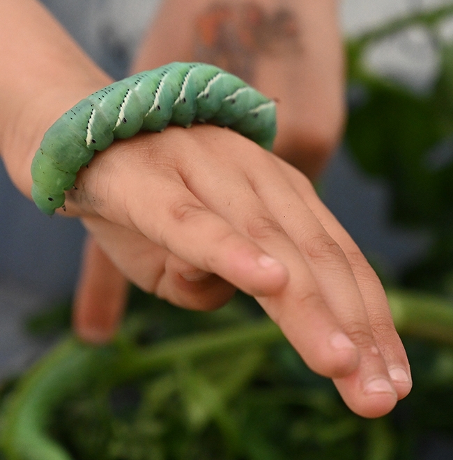 Children delighted in holding the tomato hornworms. (Photo by Kathy Keatley Garvey)