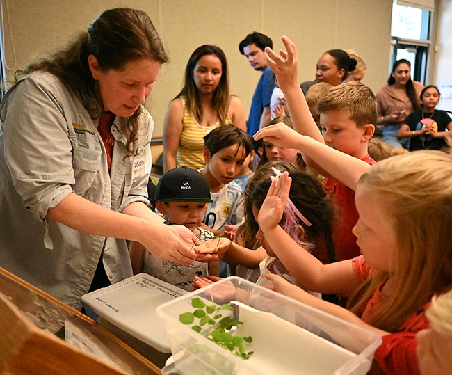 Tabatha Yang, education and outreach coordinator for the Bohart Museum of Entomology, leading a program last summer at the Vacaville Public Library. (Photo by Kathy Keatley Garvey)
